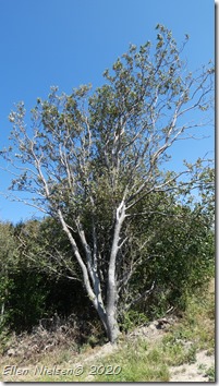 Quercus canariensis - algerisk eg (1)
